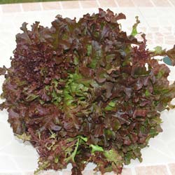 Lettuce, Bowl rouge